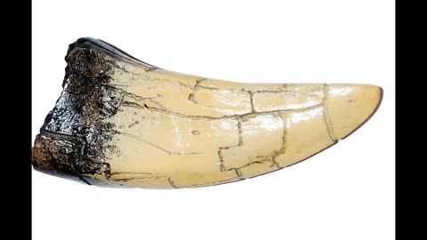 Tyrannosaurus Rex Tooth Replica 4 1/2 Inches Long Resin Model