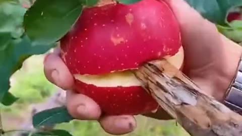 Food of Nature