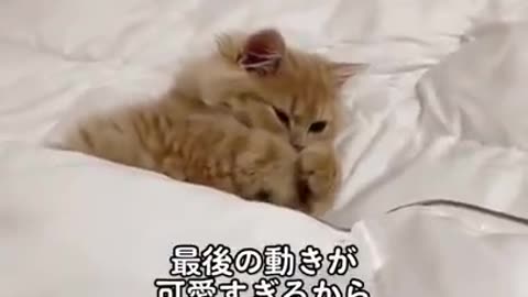 Too cute cat