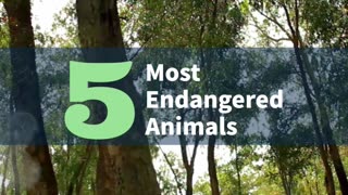 Most Endangered Animals