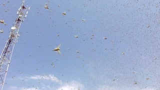 Locust Invasion