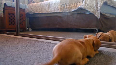 The dog attacks the mirror