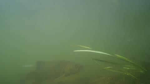 BIG FISH in a small English river.