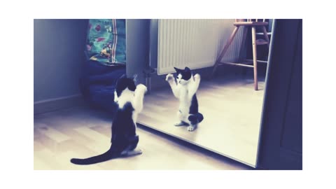 Funny Cat And mirror Video|Funny video|What's App Videos|30 Seconds Status Video|