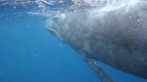 Swimming with whales in Tonga