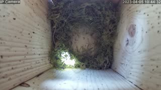 Bird building a nest