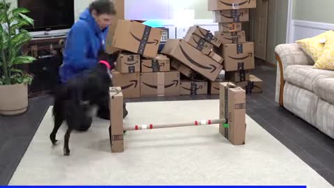 Teach These COOL Dog Tricks Using Your Empty AMAZON Boxes!