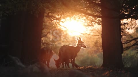 Wildlife, Herd of Female Red Deer Walking in Richmond Park at Sunset