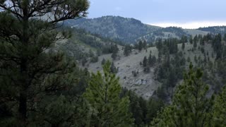 Trees along a gulch