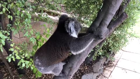 Cutest Koala BBQ guest ever