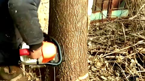 Taking Down the Mighty Macrostachyus Tree #shorts #lumberjack