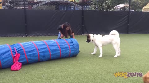 Happy Akita Meets Agility Tunnel