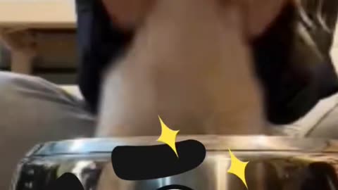 Dog play best drum with owner