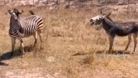Buffalo Zebra and donkey funny video