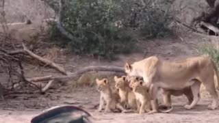 Lion Dies from Snake Bite