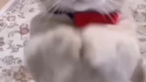 Cute and Funny Cat enjoying and playing.