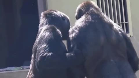 Monkey hug to each other