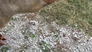 Cow Surprised at Gross Smell