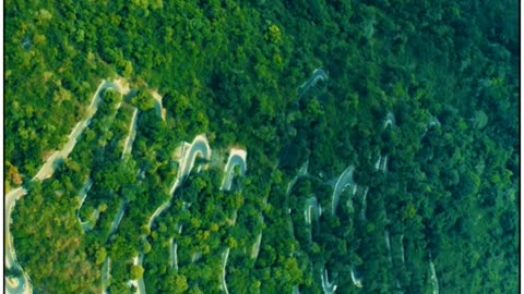 View Of Green Forest