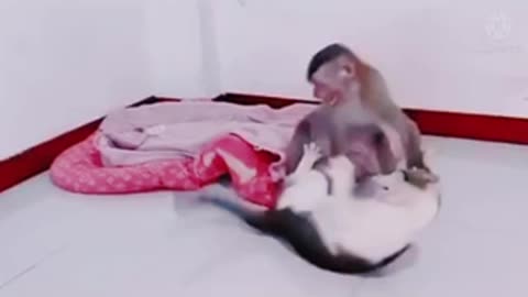 Ever seen cat and monkey fight??😂 watch this and make your day ❤️