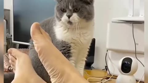 Cute funny cats videos 🥰