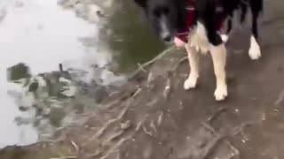 Collie jumping in water