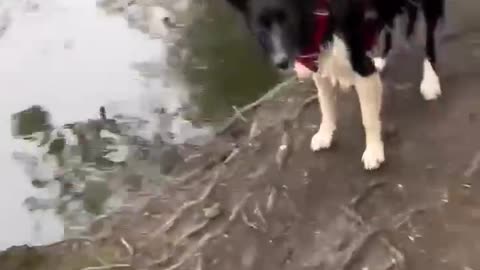 Collie jumping in water