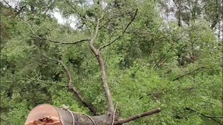 Falling Tree Slots Perfectly Into Stump