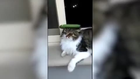 Funny Cat Cucumber Compilation 2022