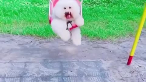 Fluffy Pup Smiles While Swinging
