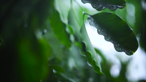 the leaves of a tree wet from the rain