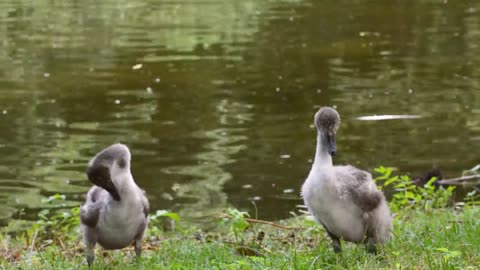 Swans Young Water Nature Animal World Swan Cygnet