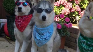 Coolest huskies on the block dress up in style