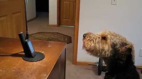 Dog 'Talks' To The Phone After Hearing His Mom Speaking On It