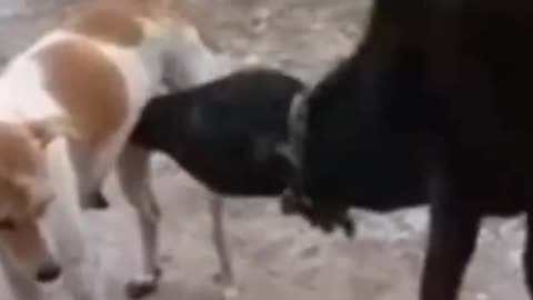 Animal funny video, dog, cat, cow,