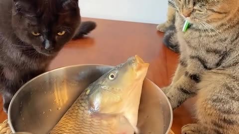 Cat & fish 😅