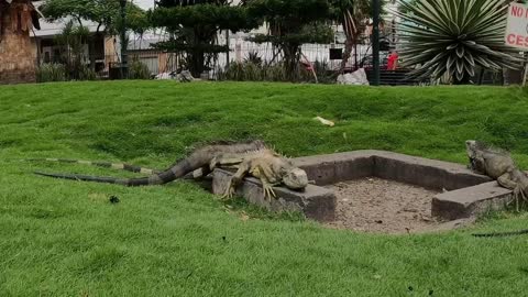 Iguana Park Guayaquil 2021