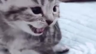 Cute Kitten Calls Out For Mommy
