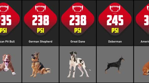 Dogs Bite Force Comparison