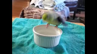Paco the parrotlet