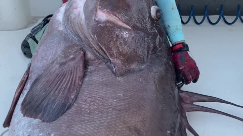 Massive Grouper Caught - 4K