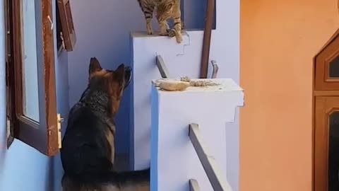 Furious Dog is scared by small cat!!!