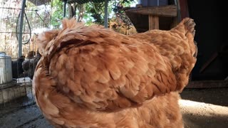 Backyard Chickens Fun Relaxing Coop Video Hens And Roosters!