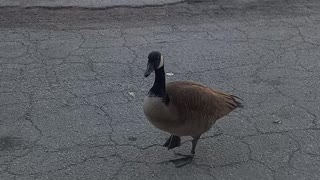 Breakfast with a goose