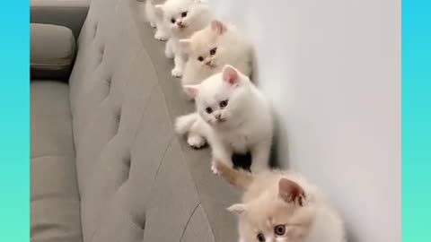 Cute and Funny Cats video