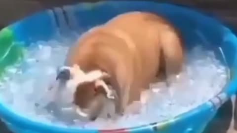 BULLDOG LOVE ICE (FUNNY DOG)