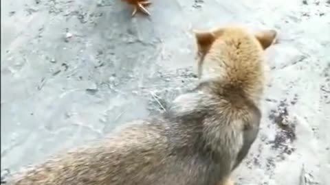 watch how dog is fight with two the chicken.