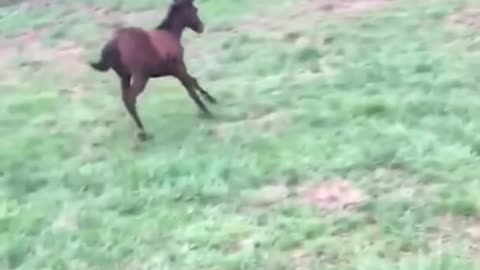 Funny Horses Videos