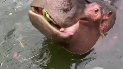 How does a hippo eat a watermelon