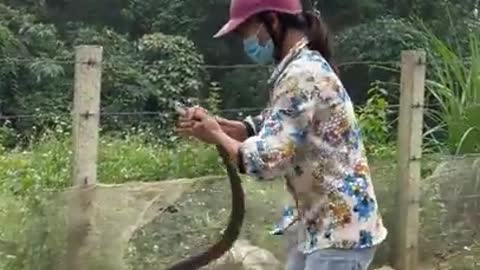 Woman viral catches snake